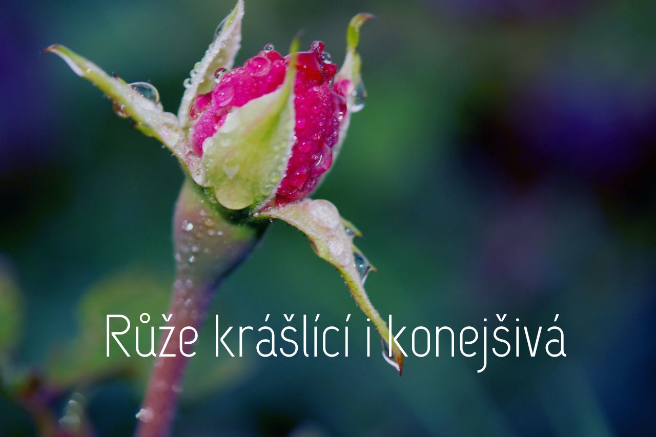 Růže je v aromaterapii luxusní ingrediencí